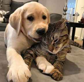 Picture for category Your Pets Accessories